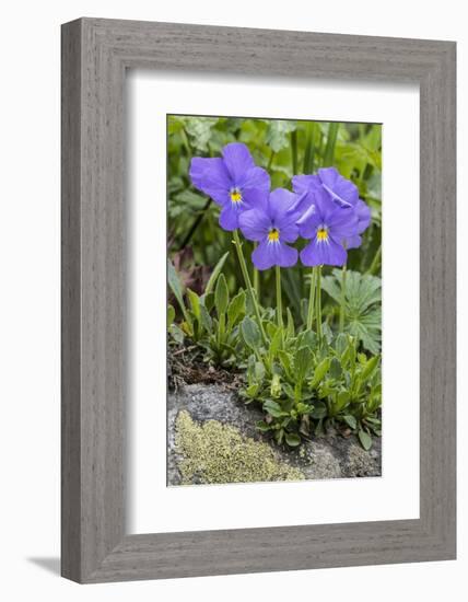 Long-Spurred Violet (Viola Calcarata) in Flower, Val Veny, Italian Alps, Italy, June-Philippe Clement-Framed Photographic Print