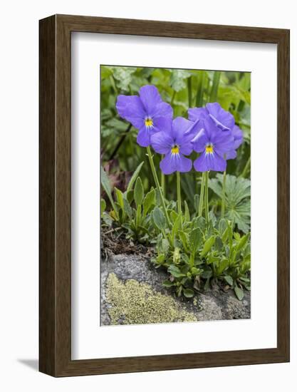 Long-Spurred Violet (Viola Calcarata) in Flower, Val Veny, Italian Alps, Italy, June-Philippe Clement-Framed Photographic Print