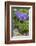 Long-Spurred Violet (Viola Calcarata) in Flower, Val Veny, Italian Alps, Italy, June-Philippe Clement-Framed Photographic Print