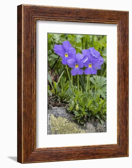 Long-Spurred Violet (Viola Calcarata) in Flower, Val Veny, Italian Alps, Italy, June-Philippe Clement-Framed Photographic Print