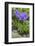 Long-Spurred Violet (Viola Calcarata) in Flower, Val Veny, Italian Alps, Italy, June-Philippe Clement-Framed Photographic Print