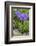 Long-Spurred Violet (Viola Calcarata) in Flower, Val Veny, Italian Alps, Italy, June-Philippe Clement-Framed Photographic Print