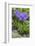 Long-Spurred Violet (Viola Calcarata) in Flower, Val Veny, Italian Alps, Italy, June-Philippe Clement-Framed Photographic Print