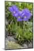 Long-Spurred Violet (Viola Calcarata) in Flower, Val Veny, Italian Alps, Italy, June-Philippe Clement-Mounted Photographic Print