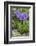 Long-Spurred Violet (Viola Calcarata) in Flower, Val Veny, Italian Alps, Italy, June-Philippe Clement-Framed Photographic Print