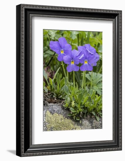 Long-Spurred Violet (Viola Calcarata) in Flower, Val Veny, Italian Alps, Italy, June-Philippe Clement-Framed Photographic Print