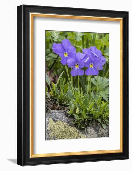 Long-Spurred Violet (Viola Calcarata) in Flower, Val Veny, Italian Alps, Italy, June-Philippe Clement-Framed Photographic Print