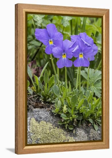 Long-Spurred Violet (Viola Calcarata) in Flower, Val Veny, Italian Alps, Italy, June-Philippe Clement-Framed Premier Image Canvas