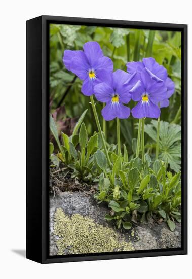 Long-Spurred Violet (Viola Calcarata) in Flower, Val Veny, Italian Alps, Italy, June-Philippe Clement-Framed Premier Image Canvas