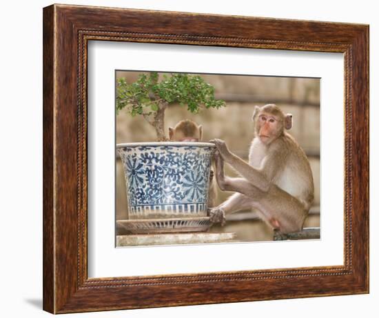 Long Tail Macaque, Thailand-Gavriel Jecan-Framed Photographic Print