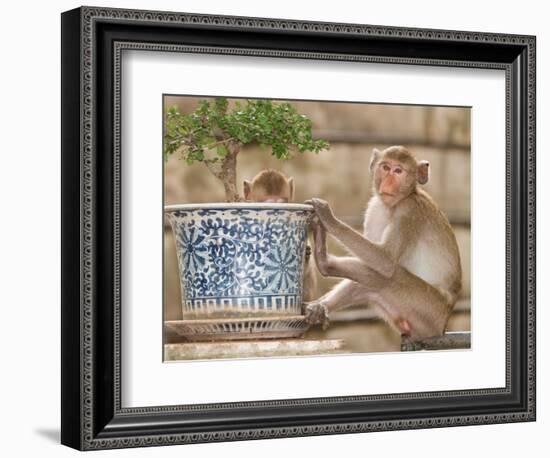 Long Tail Macaque, Thailand-Gavriel Jecan-Framed Photographic Print