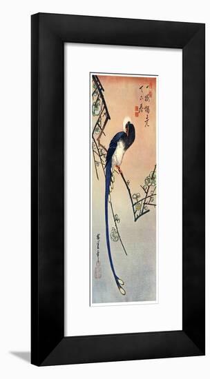 Long Tailed Blue Bird on Branch of Plum Tree in Blossom, 19th Century-Ando Hiroshige-Framed Giclee Print