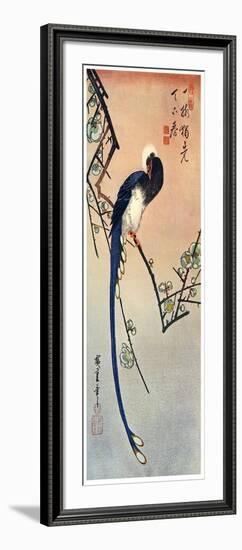 Long Tailed Blue Bird on Branch of Plum Tree in Blossom, 19th Century-Ando Hiroshige-Framed Giclee Print