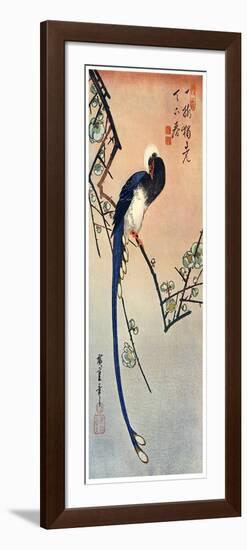 Long Tailed Blue Bird on Branch of Plum Tree in Blossom, 19th Century-Ando Hiroshige-Framed Giclee Print