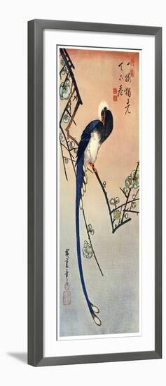 Long Tailed Blue Bird on Branch of Plum Tree in Blossom, 19th Century-Ando Hiroshige-Framed Giclee Print