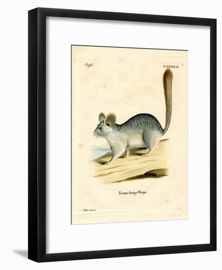 Long-Tailed Chinchilla-null-Framed Giclee Print