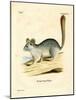 Long-Tailed Chinchilla-null-Mounted Giclee Print