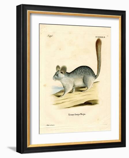 Long-Tailed Chinchilla-null-Framed Giclee Print