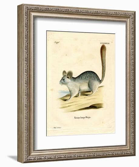 Long-Tailed Chinchilla-null-Framed Giclee Print