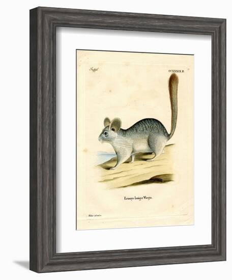 Long-Tailed Chinchilla-null-Framed Giclee Print