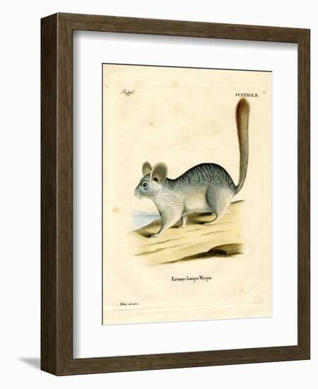 Long-Tailed Chinchilla--Framed Giclee Print