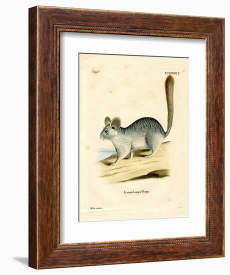 Long-Tailed Chinchilla-null-Framed Giclee Print