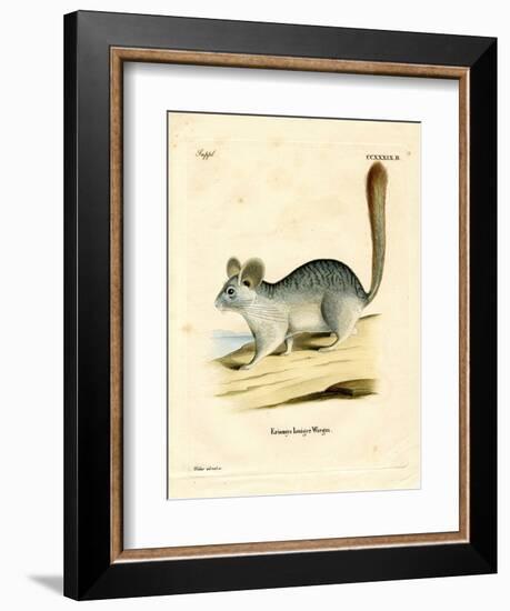Long-Tailed Chinchilla--Framed Giclee Print