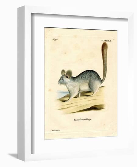 Long-Tailed Chinchilla-null-Framed Giclee Print