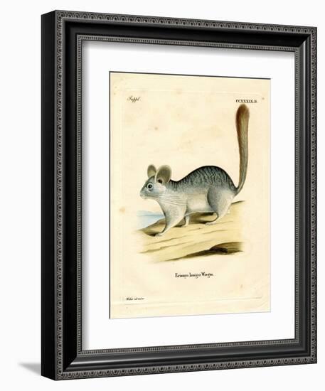 Long-Tailed Chinchilla-null-Framed Giclee Print