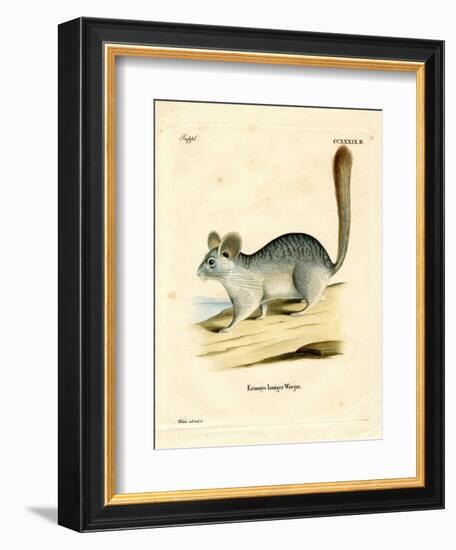 Long-Tailed Chinchilla-null-Framed Giclee Print