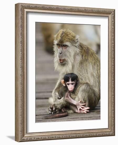 Long-Tailed Crab Eating Macaque Adult with Young, Bako National Park, Sarawak, Borneo-Tony Heald-Framed Photographic Print