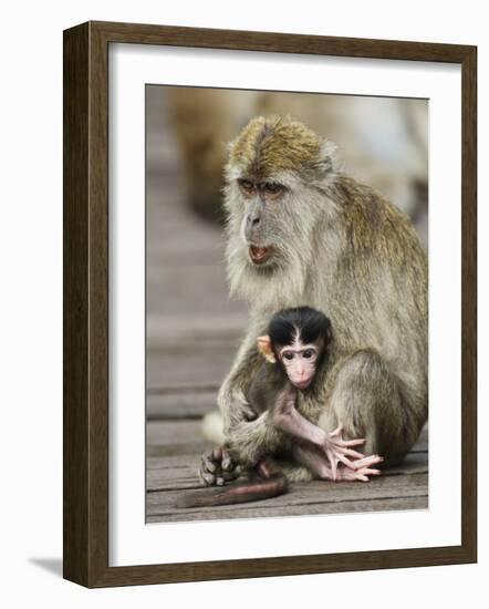 Long-Tailed Crab Eating Macaque Adult with Young, Bako National Park, Sarawak, Borneo-Tony Heald-Framed Photographic Print