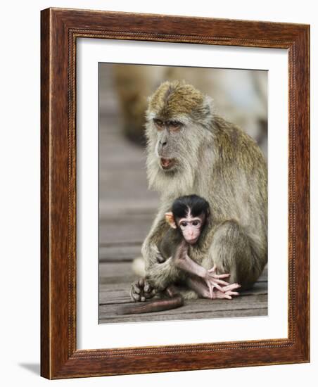Long-Tailed Crab Eating Macaque Adult with Young, Bako National Park, Sarawak, Borneo-Tony Heald-Framed Photographic Print