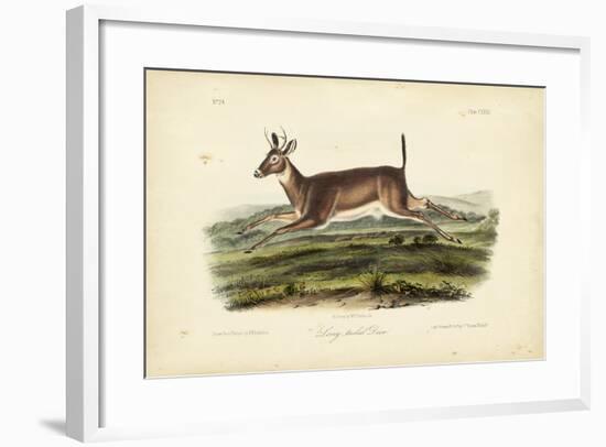 Long-tailed Deer-John James Audubon-Framed Art Print