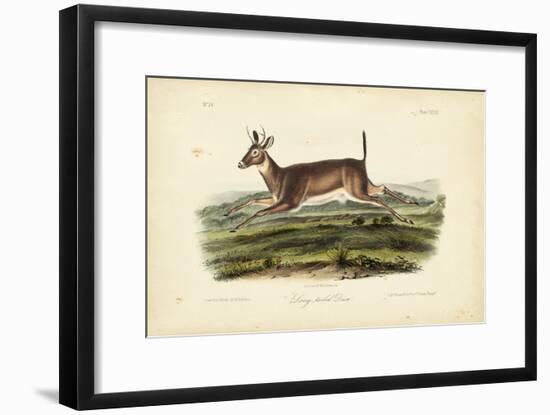 Long-tailed Deer-John James Audubon-Framed Art Print