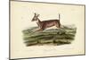Long-tailed Deer-John James Audubon-Mounted Art Print