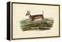 Long-tailed Deer-John James Audubon-Framed Stretched Canvas