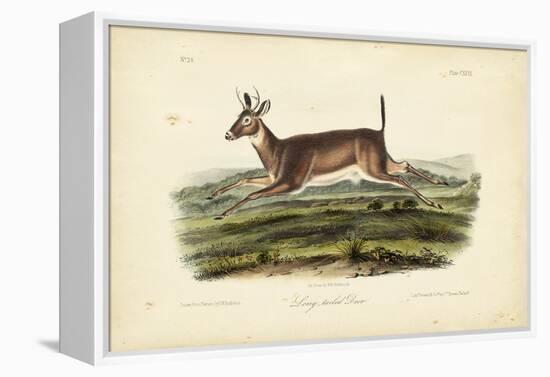 Long-tailed Deer-John James Audubon-Framed Stretched Canvas