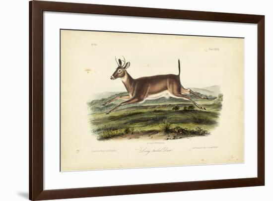 Long-tailed Deer-John James Audubon-Framed Art Print