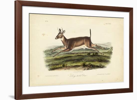 Long-tailed Deer-John James Audubon-Framed Art Print