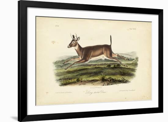 Long-tailed Deer-John James Audubon-Framed Art Print