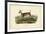 Long-tailed Deer-John James Audubon-Framed Art Print