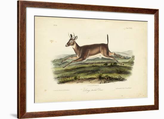 Long-tailed Deer-John James Audubon-Framed Art Print