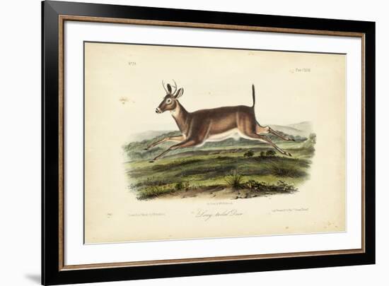 Long-tailed Deer-John James Audubon-Framed Art Print