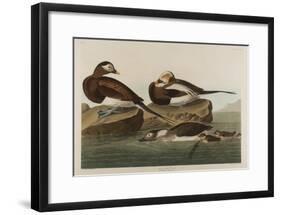 Long-Tailed Duck, 1836-John James Audubon-Framed Giclee Print