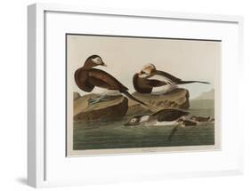 Long-Tailed Duck, 1836-John James Audubon-Framed Giclee Print