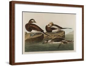 Long-Tailed Duck, 1836-John James Audubon-Framed Giclee Print