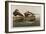 Long-Tailed Duck, 1836-John James Audubon-Framed Giclee Print