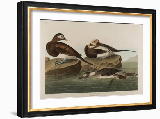 Long-Tailed Duck, 1836-John James Audubon-Framed Giclee Print