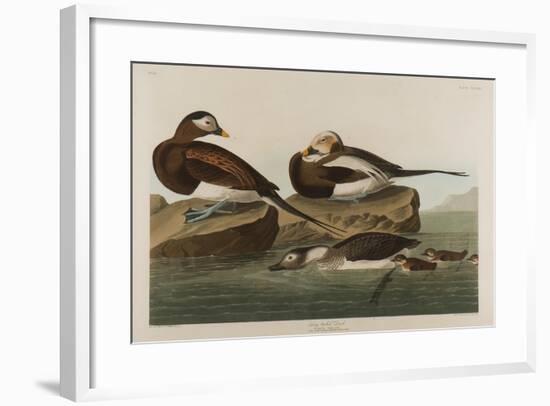 Long-Tailed Duck, 1836-John James Audubon-Framed Giclee Print